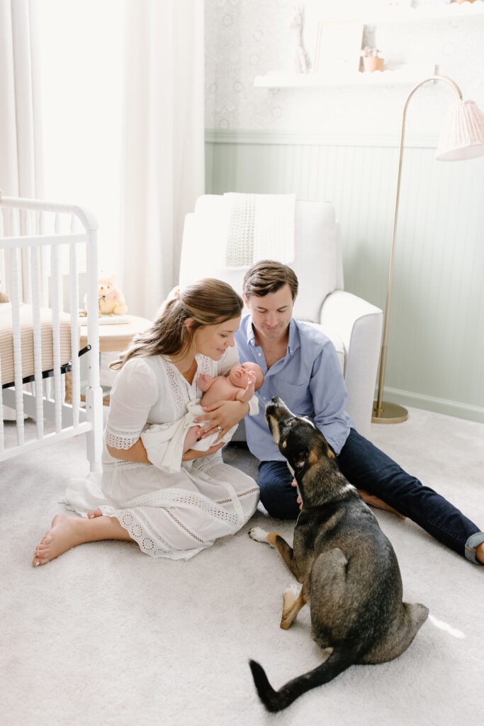 dog sniffing newborn held by parents during newborn photos in Fishers, IN